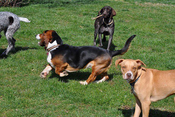 JR Gallery - Dog Pictures - Jackson Ranch for Dogs